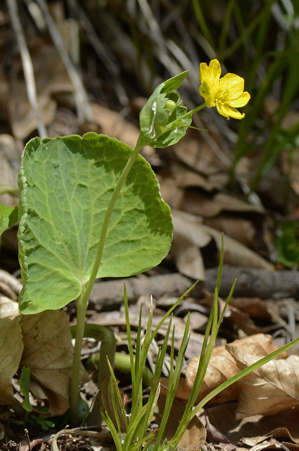 Ranunculus thora / Ranuncolo erba-tora